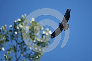 White tailed Eagle Catching eel Raptor Lake Hunting