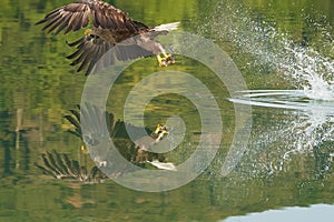 White tailed Eagle Catching eel Raptor Lake Hunting