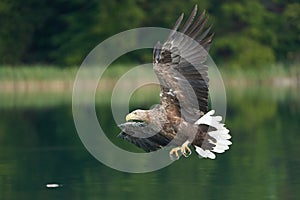 White tailed Eagle Catching eel Raptor Lake Hunting