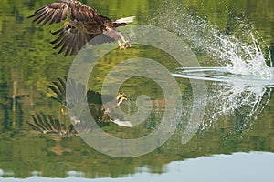 White tailed Eagle Catching eel Raptor Lake Hunting