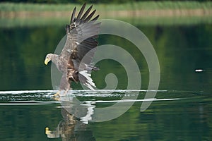 White tailed Eagle Catching eel Raptor Lake Hunting