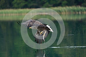 White tailed Eagle Catching eel Raptor Lake Hunting