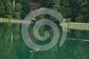 White tailed Eagle Catching eel Raptor Lake Hunting