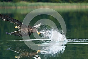 White tailed Eagle Catching eel Raptor Lake Hunting