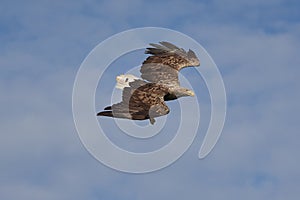 White tailed Eagle Catching eel Raptor Lake Hunting