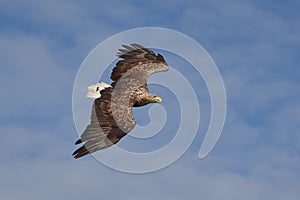 White tailed Eagle Catching eel Raptor Lake Hunting