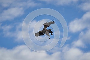 White tailed Eagle Catching eel Raptor Lake Hunting