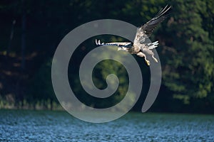 White tailed Eagle Catching eel Raptor Lake Hunting