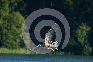 White tailed Eagle Catching eel Raptor Lake Hunting