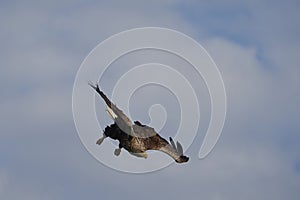 White tailed Eagle Catching eel Raptor Lake Hunting Dive