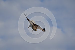 White tailed Eagle Catching eel Raptor Lake Hunting Dive