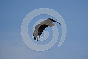 White tailed Eagle Catching eel Raptor Lake Hunting Flying