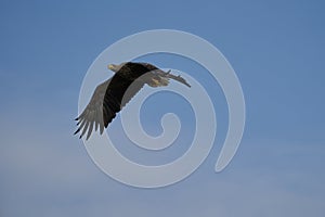 White tailed Eagle Catching eel Raptor Lake Hunting Flying