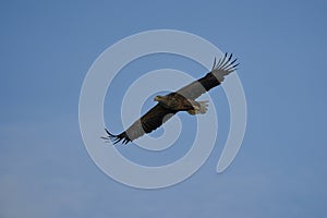 White tailed Eagle Catching eel Raptor Lake Hunting Flying Wings