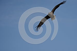 White tailed Eagle Catching eel Raptor Lake Hunting Wings Flying