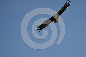 White tailed Eagle Catching eel Raptor Lake Hunting Wings Flying