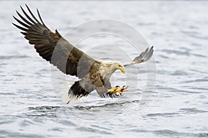 White-tailed Eagle catching fish.