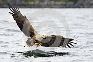 White-tailed Eagle catching fish.