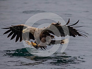 White-tailed eagle catching a fish at the Isle of Mull