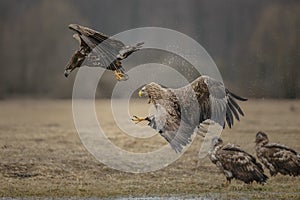 White-tailed eagle chasing a rival