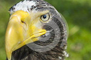 White-tailed eagle close-up