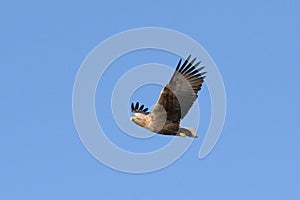 White Tailed Eagle close up in winter time , Lofoten Archipelago Sea Eagle