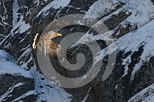 White Tailed Eagle close up in winter time , Lofoten Archipelago Sea Eagle