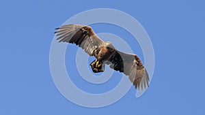 White Tailed Eagle close up in winter time , Lofoten Archipelago Sea Eagle