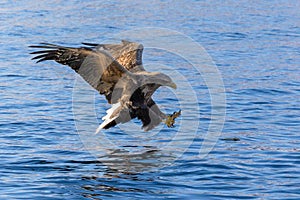 White Tailed Eagle close up in winter time , Lofoten Archipelago Sea Eagle