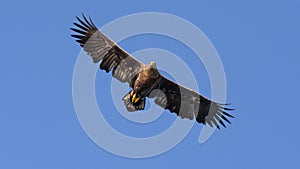 White Tailed Eagle close up in winter time , Lofoten Archipelago Sea Eagle