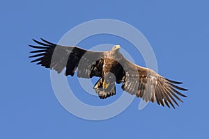 White Tailed Eagle close up in winter time , Lofoten Archipelago Sea Eagle