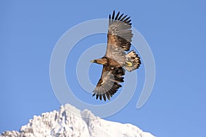 White Tailed Eagle close up in winter time , Lofoten Archipelago Sea Eagle