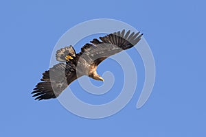 White Tailed Eagle close up in winter time , Lofoten Archipelago Sea Eagle