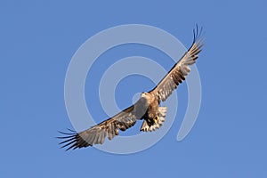 White Tailed Eagle close up in winter time , Lofoten Archipelago Sea Eagle