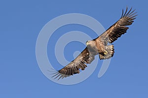 White Tailed Eagle close up in winter time , Lofoten Archipelago Sea Eagle