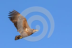 White Tailed Eagle close up in winter time , Lofoten Archipelago Sea Eagle