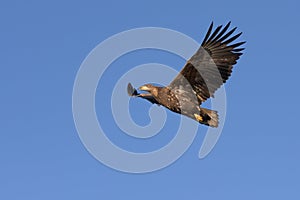 White Tailed Eagle close up in winter time , Lofoten Archipelago Sea Eagle