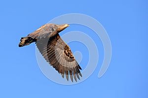 White Tailed Eagle close up in winter time , Lofoten Archipelago Sea Eagle