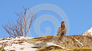 White Tailed Eagle close up in winter time , Lofoten Archipelago Sea Eagle