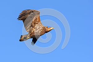 White Tailed Eagle close up in winter time , Lofoten Archipelago Sea Eagle