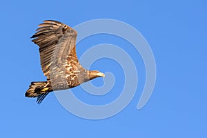 White Tailed Eagle close up in winter time , Lofoten Archipelago Sea Eagle