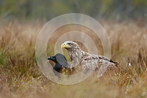 White-tailed eagle and Common Raven