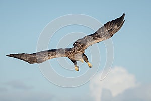 White tailed eagle dive