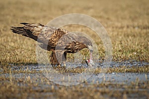 White tailed eagle eating a freshly caught fish