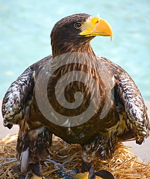 The white-tailed eagle or ern, erne, gray eagle, Eurasian sea eagle