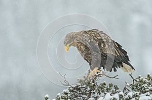 White tailed Eagle in falling snow.
