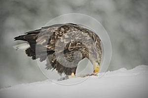 White-tailed Eagle feeding