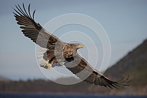 White-tailed eagle and fish