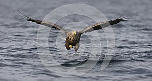 White-tailed Eagle fishing