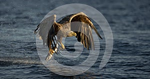 White-tailed Eagle fishing photo